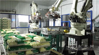 金秋走龙江 吃干榨净 每粒稻米 兴凯湖 打造鸡西地域特色品牌